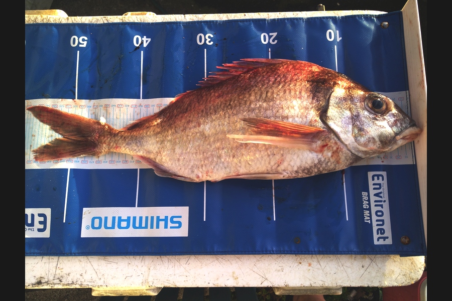   caught this 51.0cm Tarakihi at Wellington during The Export NZ Fishing Competition