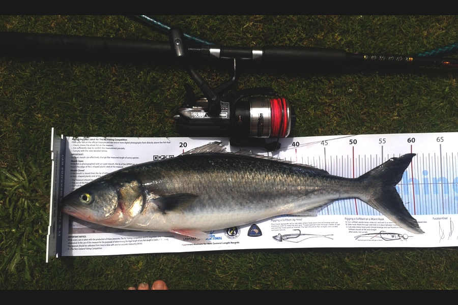 Nicholas Peacock caught this 56.5cm Kahawai at wanganui during The Export NZ Fishing Competition