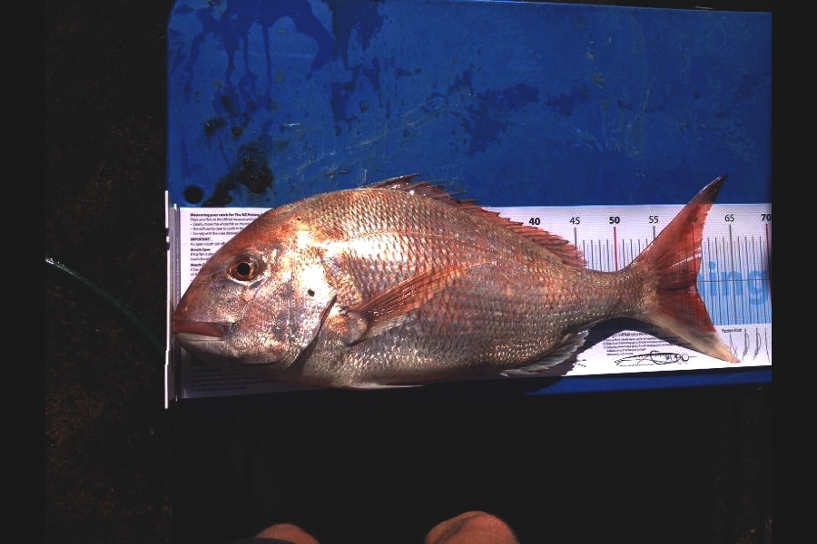 Steven Fleming caught this 60.0cm Snapper at Raglan during The Export NZ Fishing Competition