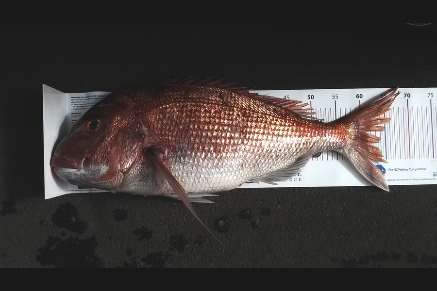 Lachlan Haddon caught this 63.5cm Snapper at Channel Island during The Export NZ Fishing Competition