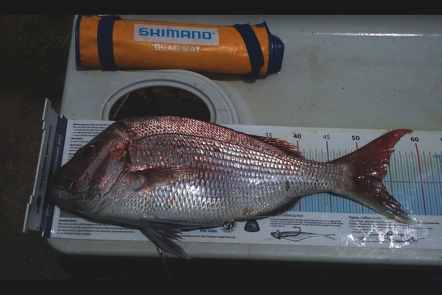 Todd Moses caught this 53.5cm Snapper at Noises  during The Export NZ Fishing Competition