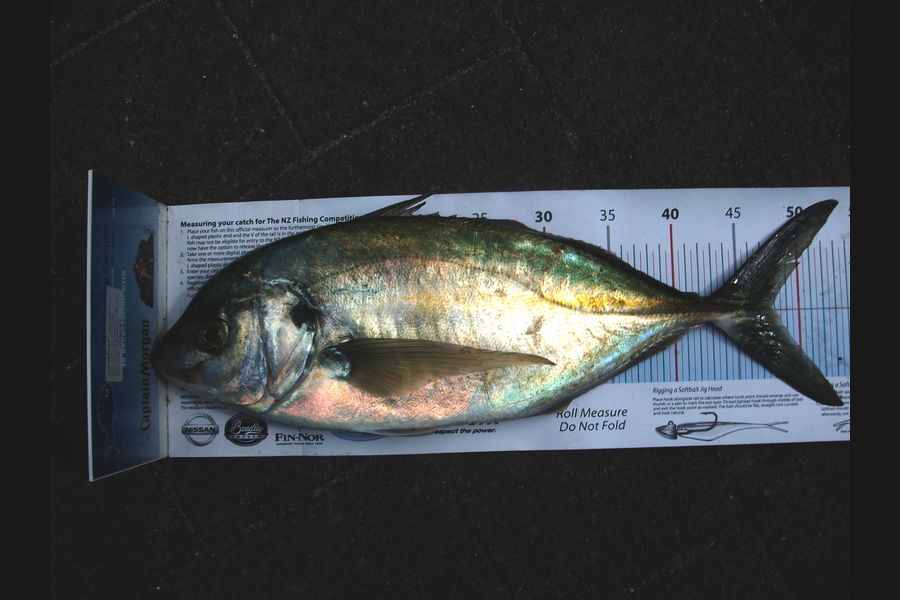 Jason Shallcrass caught this 47.5cm Trevally at papamoa during The Export NZ Fishing Competition