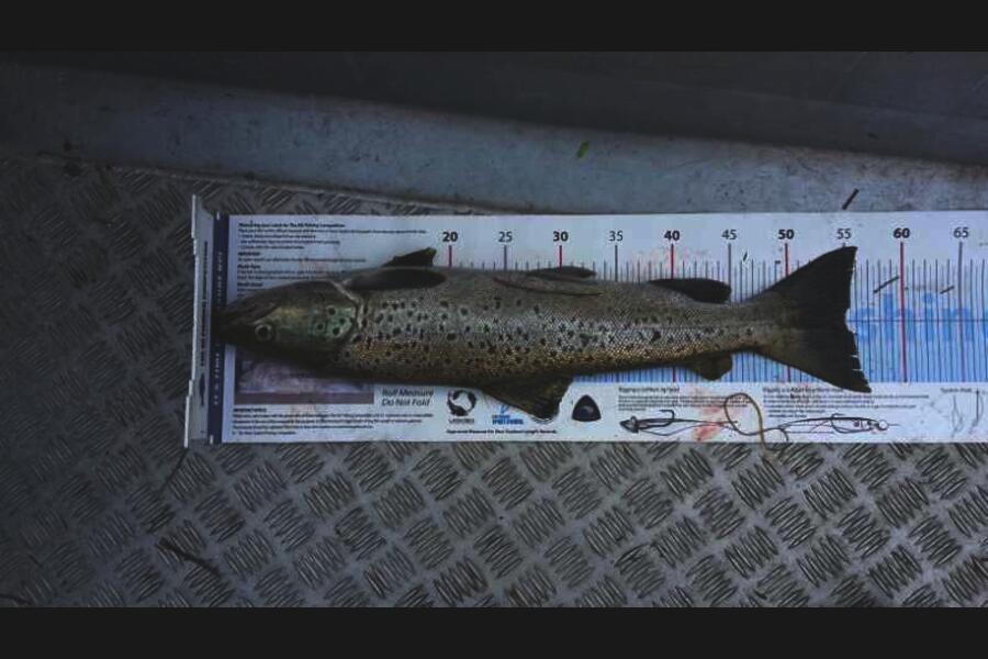 James Wallace caught this 54.5cm Trout at wairarapa during The Export NZ Fishing Competition