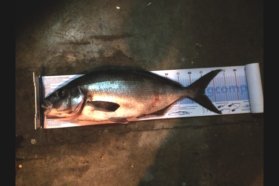 tyron smith caught this 65.5cm Blue Moki at Wairarapa during The Export NZ Fishing Competition