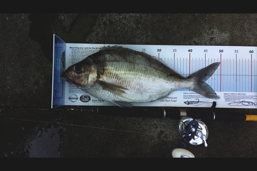 Craig Miller caught this 44.5cm Tarakihi at Gisborne during The Export NZ Fishing Competition