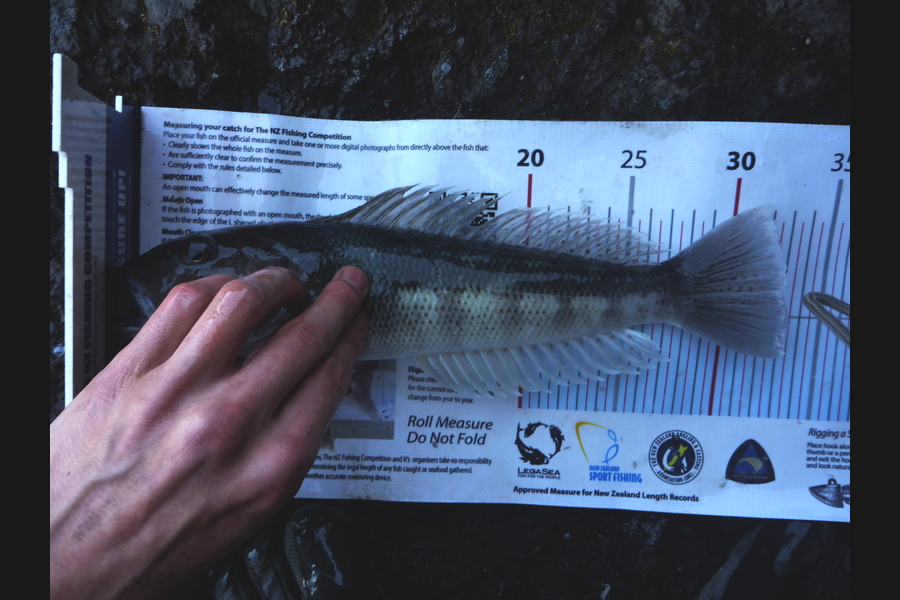 Jay Harland caught this 32.0cm Blue Cod at Banks Peninsula during The Export NZ Fishing Competition