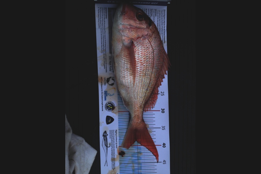 Ian Twist caught this 38.0cm Snapper at Hauraki Gulf during The Export NZ Fishing Competition