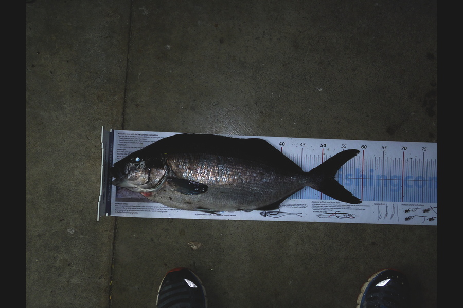 Ian lanceley caught this 53.0cm Blue Moki at Wairarapa during The Export NZ Fishing Competition
