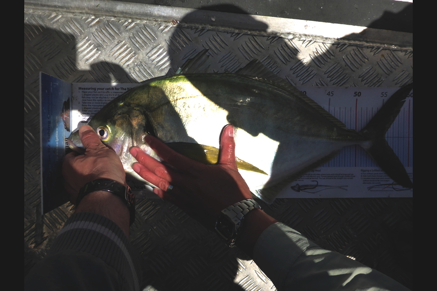 Richard Davies caught this 55.5cm Trevally at welly west during The Export NZ Fishing Competition