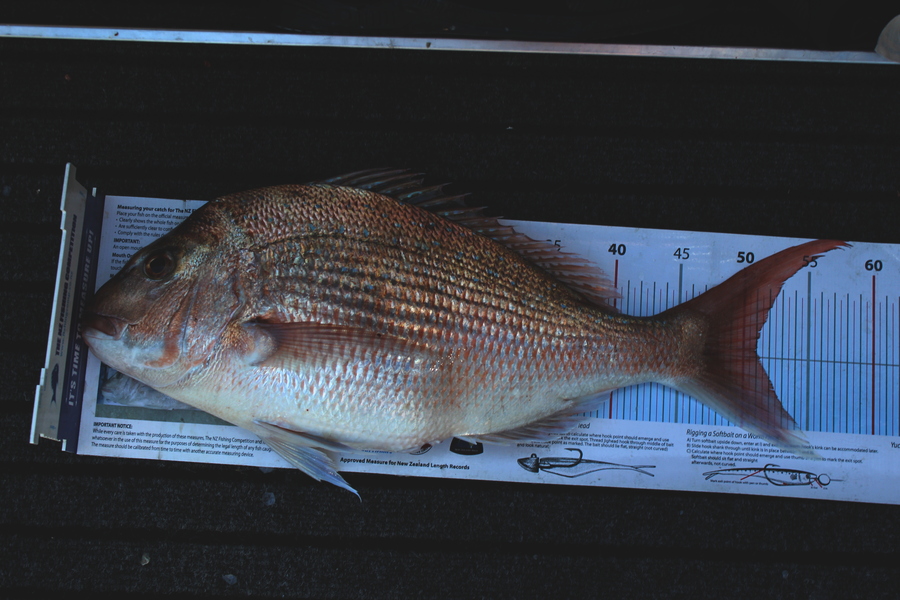Mark Cotton caught this 51.0cm Snapper at Tasman Bay during The Export NZ Fishing Competition
