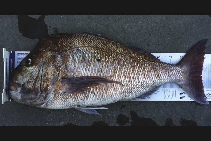 Andrew Hill caught this 78.5cm Snapper at Cape Karikari during The Export NZ Fishing Competition