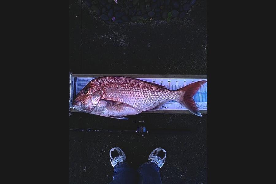 Lorraine Pryor caught this 74.0cm Snapper at hauraki gulf during The Export NZ Fishing Competition
