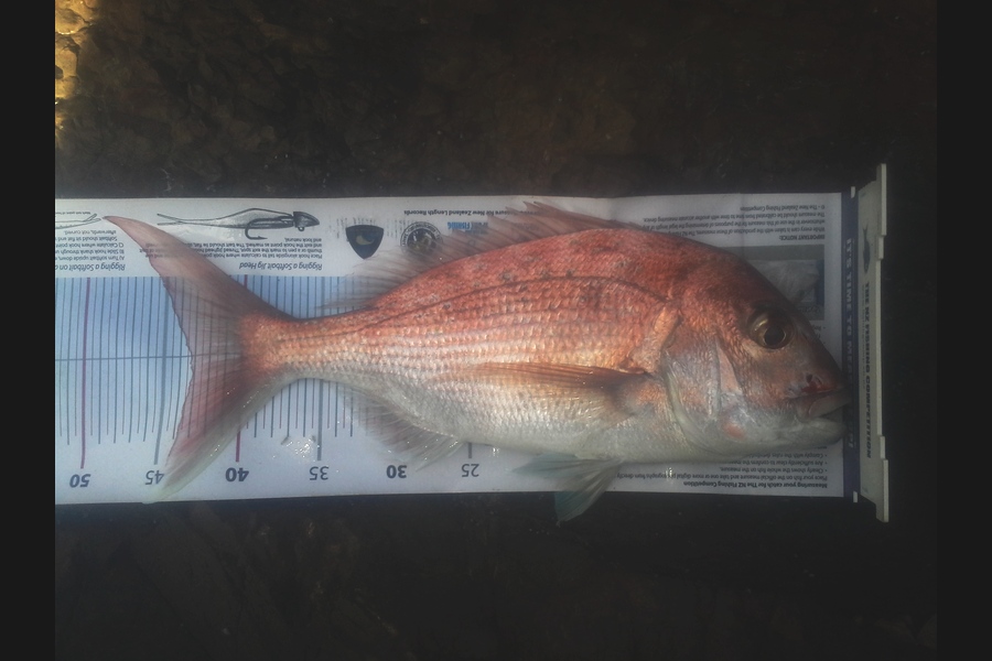 Steven Jameson caught this 43.0cm Snapper at kawakawa during The Export NZ Fishing Competition