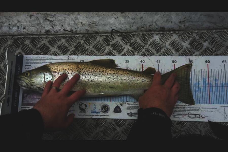 James Wallace caught this 54.5cm Trout at Wairarapa during The Export NZ Fishing Competition