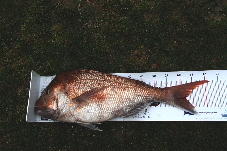Diane Kearvell caught this 62.0cm Snapper at Raglan during The Export NZ Fishing Competition