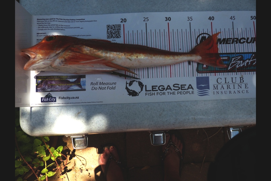 Diane Kearvell caught this 41.0cm Gurnard at Raglan during The Export NZ Fishing Competition