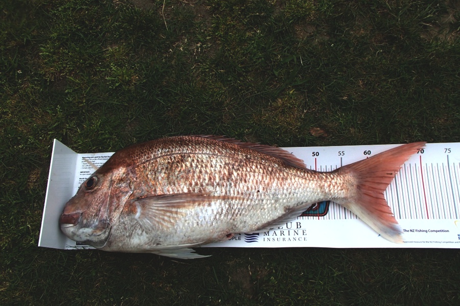 Ross Kearvell caught this 62.0cm Snapper at Raglan during The Export NZ Fishing Competition
