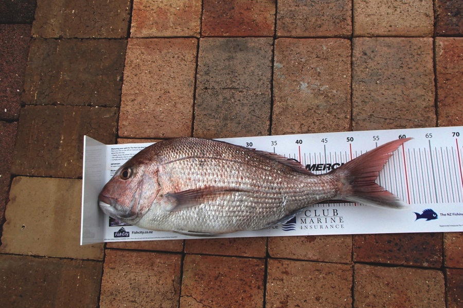 Diane Kearvell caught this 54.0cm Snapper at Raglan during The Export NZ Fishing Competition