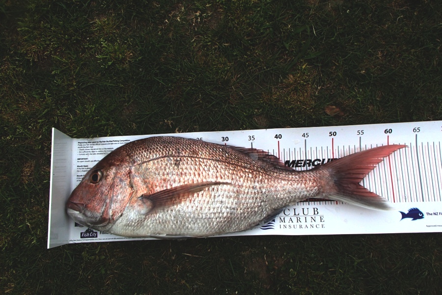 Ross Kearvell caught this 54cm Snapper at Raglan during The Export NZ Fishing Competition