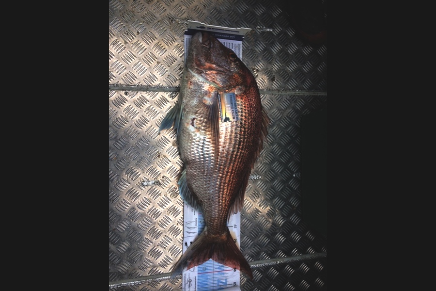 Oliver McPherson caught this 75.0cm Snapper at Tasman Bay during The Export NZ Fishing Competition