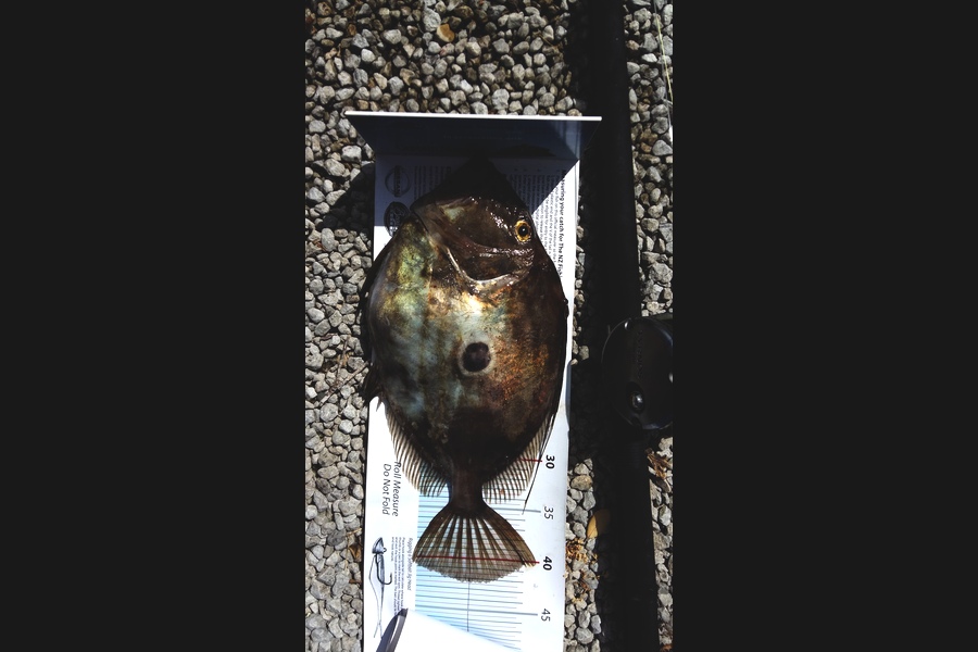 Graeme Mckay caught this 42.0cm John Dory at Gisborne  during The Export NZ Fishing Competition