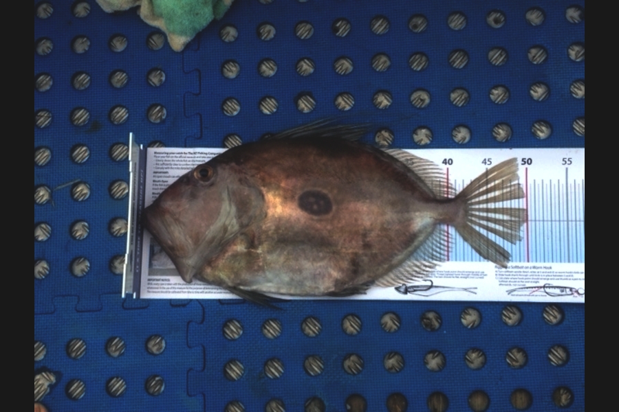 Janet Attwood caught this 50.0cm John Dory at BOI during The Export NZ Fishing Competition