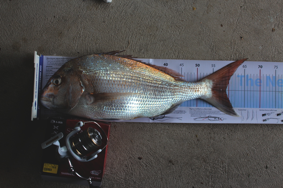 Mick Preston caught this 59.0cm Snapper at north taranaki during The Export NZ Fishing Competition