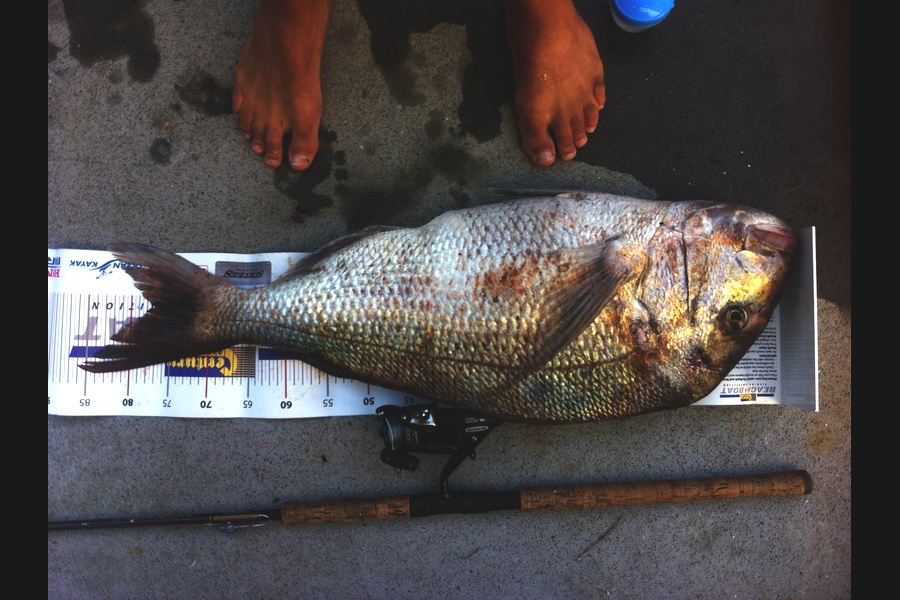 Matt Harrison caught this 77.0cm Snapper at Boi  during The Export NZ Fishing Competition