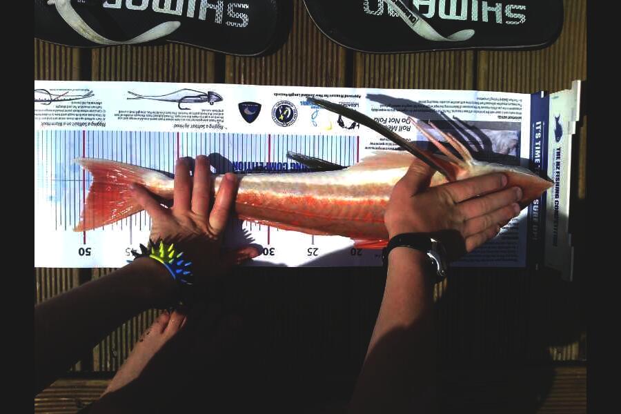Andrew Froome caught this 49.0cm Gurnard at Port Taranaki during The Export NZ Fishing Competition