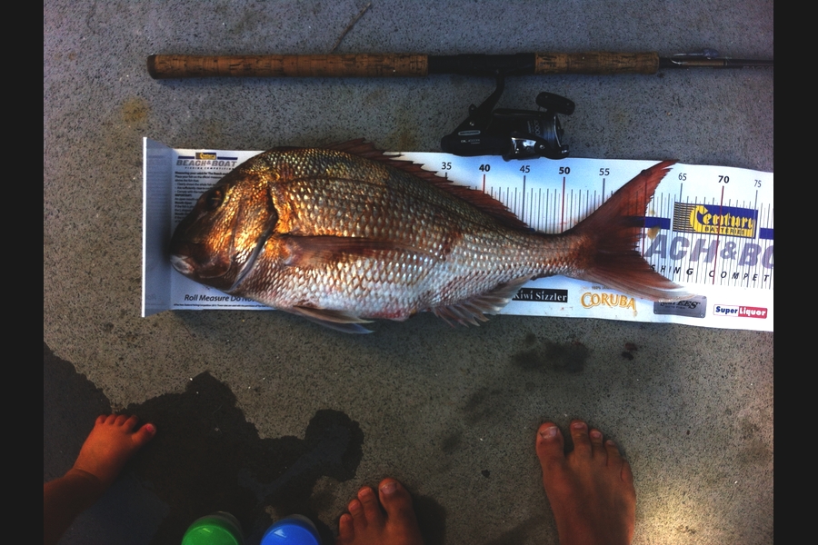 Matt Harrison caught this 59.5cm Snapper at Whangarei during The Export NZ Fishing Competition