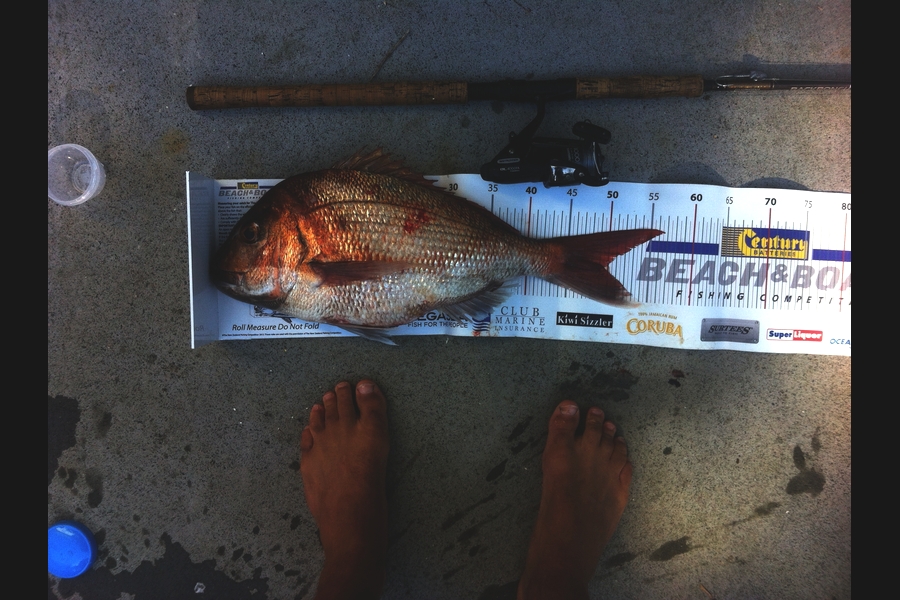 Matt Harrison caught this 49.5cm Snapper at Whangarei  during The Export NZ Fishing Competition