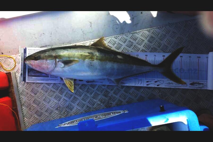 Mark Harvey caught this 84.0cm Kingfish at Kawau during The Export NZ Fishing Competition