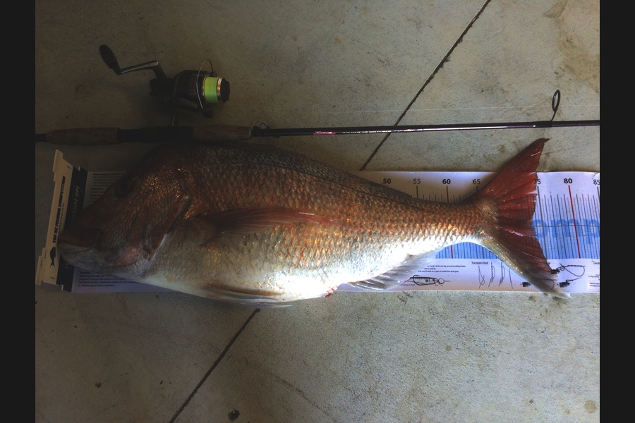 Jeff Wood caught this 73.0cm Snapper at Kawau Bay during The Export NZ Fishing Competition