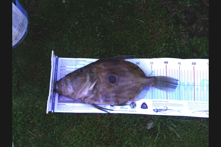 Doug Carmichael caught this 40.0cm John Dory at New Plymouth during The Export NZ Fishing Competition