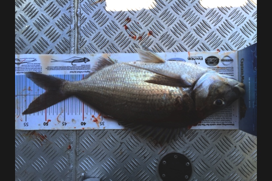 Greg Fleming caught this 49.5cm Tarakihi at Kapiti during The Export NZ Fishing Competition