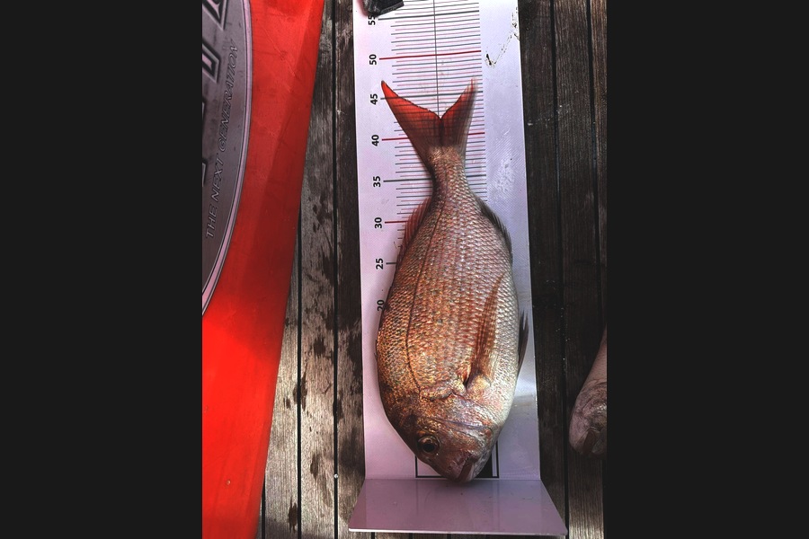   caught this 42.0cm Snapper at Auckland during The Export NZ Fishing Competition