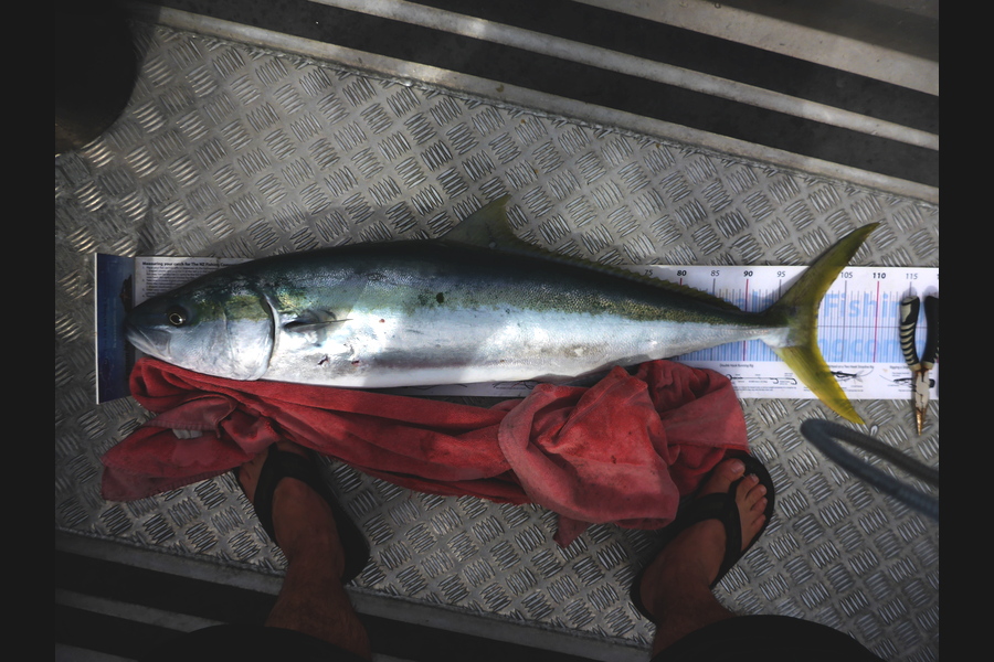 Richard Davies caught this 101cm Kingfish at welly west during The Export NZ Fishing Competition