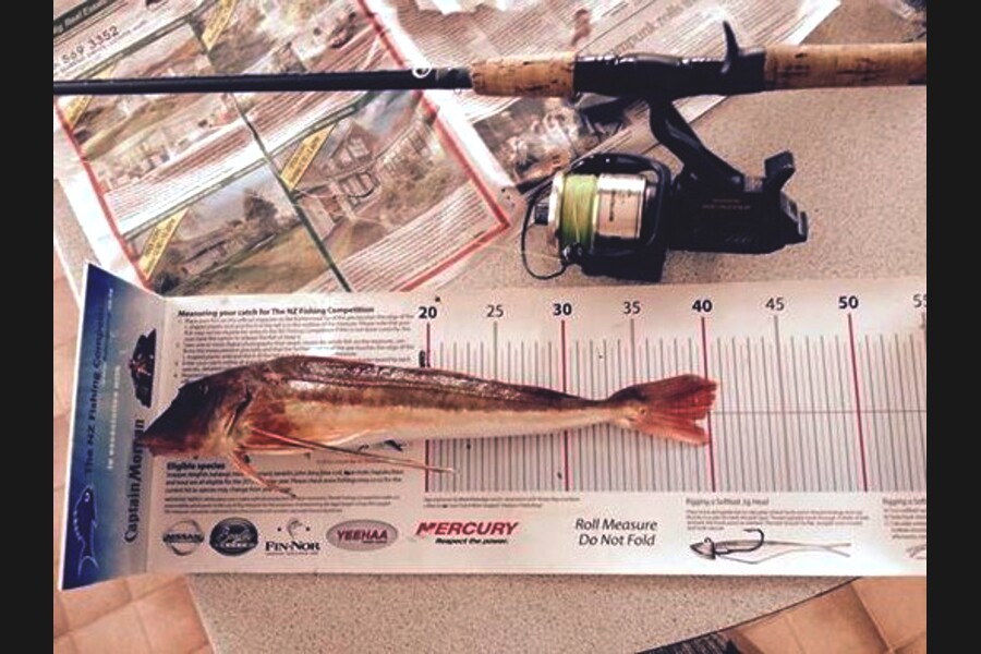 Anthony Murray caught this 38.5cm Gurnard at Pukerua during The Export NZ Fishing Competition