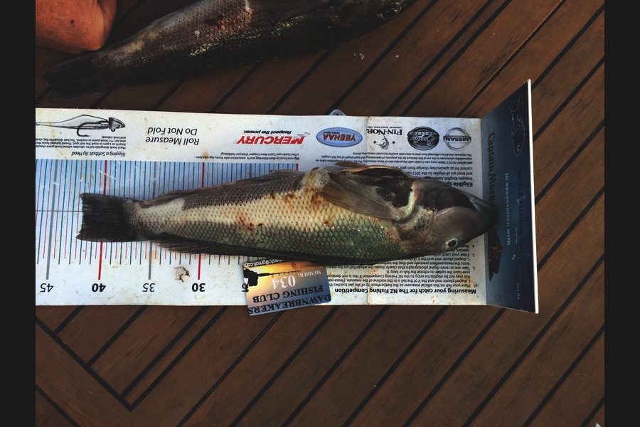 Marilyn Connolly caught this 42.0cm Blue Cod at Allan Straight during The Export NZ Fishing Competition
