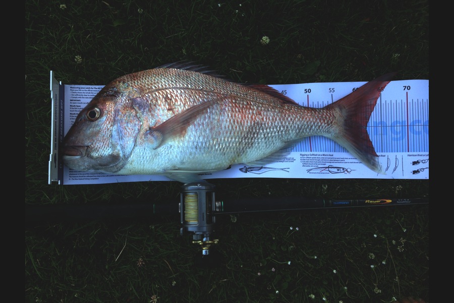 Craig Thompson caught this 62.0cm Snapper at South Taranaki during The Export NZ Fishing Competition