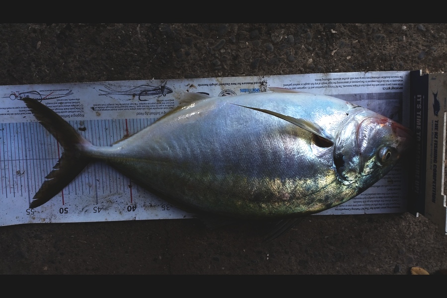 Gavin Henderson caught this 49.0cm Trevally at kapiti during The Export NZ Fishing Competition