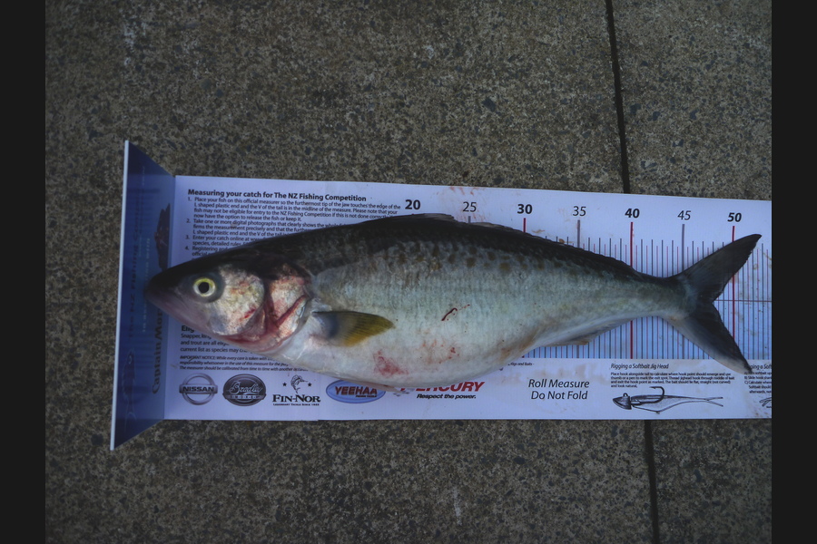 Daimon Clifford caught this 48.0cm Kahawai at Hauraki Gulf during The Export NZ Fishing Competition