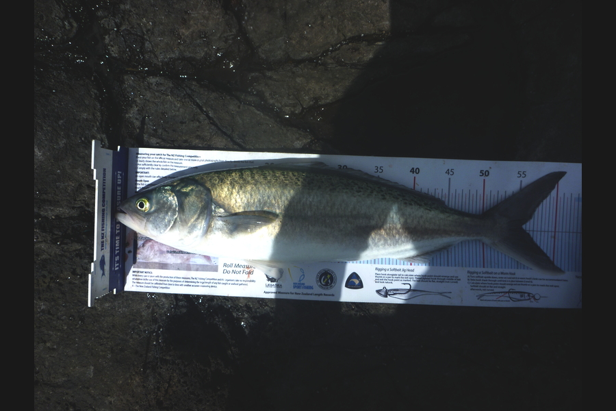 Jay Harland caught this 55.0cm Kahawai at Banks Peninsula during The Export NZ Fishing Competition