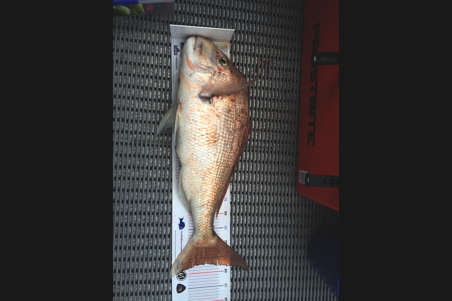 Andrew Mitchell caught this 77.0cm Snapper at Tiri Matangi during The Export NZ Fishing Competition