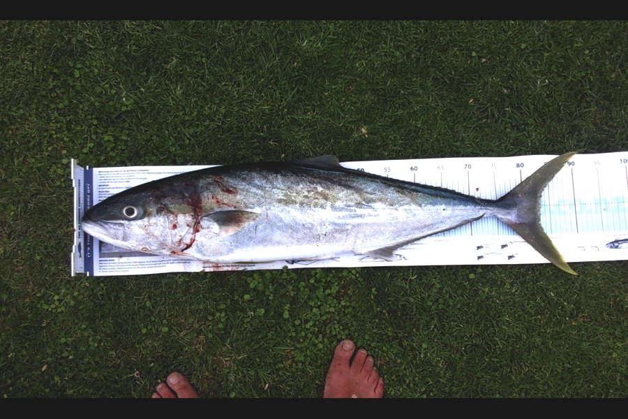 Doug Carmichael caught this 83.0cm Kingfish at new Plymouth  during The Export NZ Fishing Competition