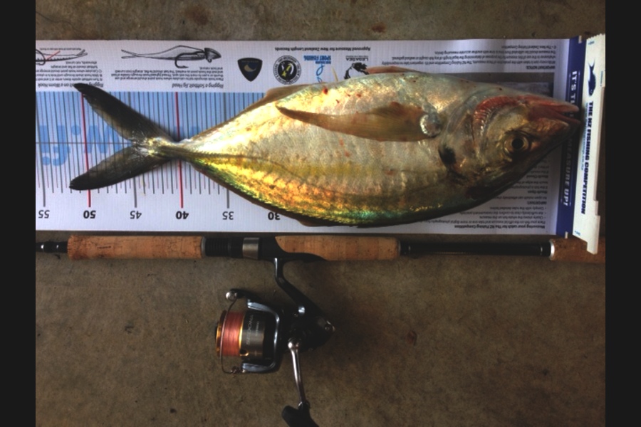 Hayden Nicholls caught this 45.0cm Trevally at Motonui during The Export NZ Fishing Competition