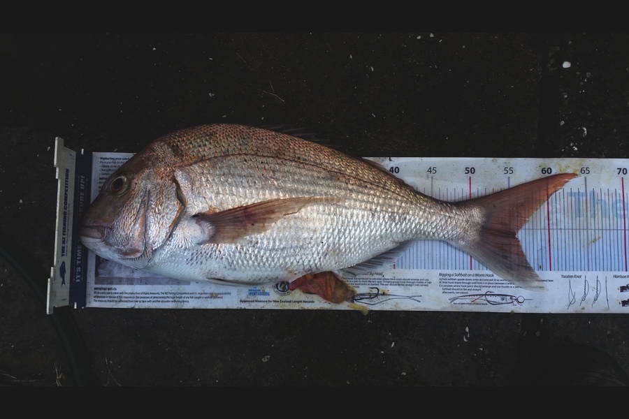 Gavin Henderson caught this 55.5cm Snapper at kapiti during The Export NZ Fishing Competition