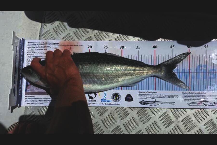Mark Harvey caught this 45.0cm Kahawai at Kawau during The Export NZ Fishing Competition
