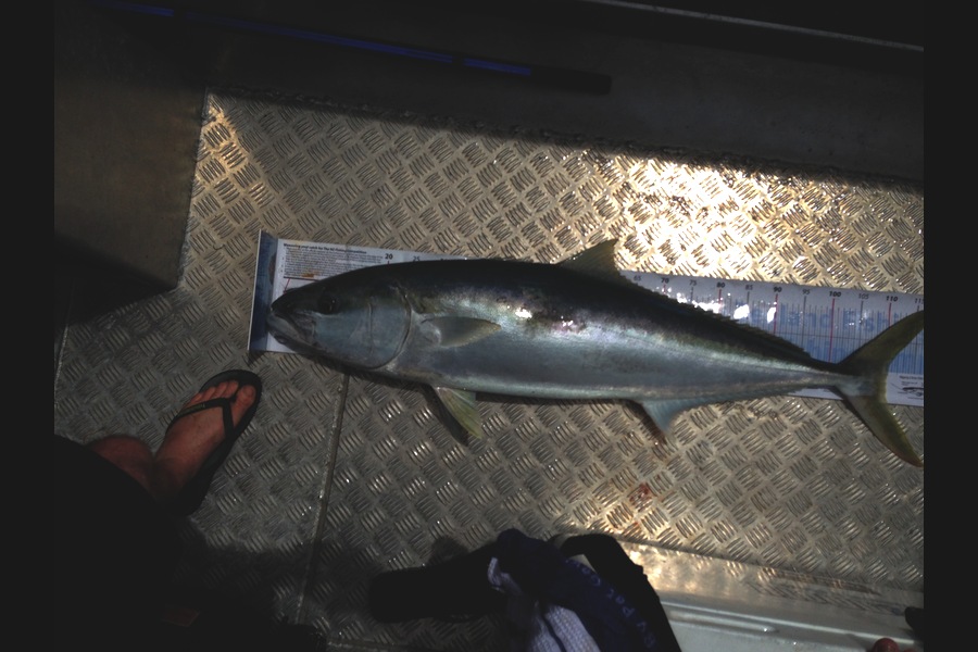 Rohann Dobbin caught this 110.0cm Kingfish at Coro during The Export NZ Fishing Competition