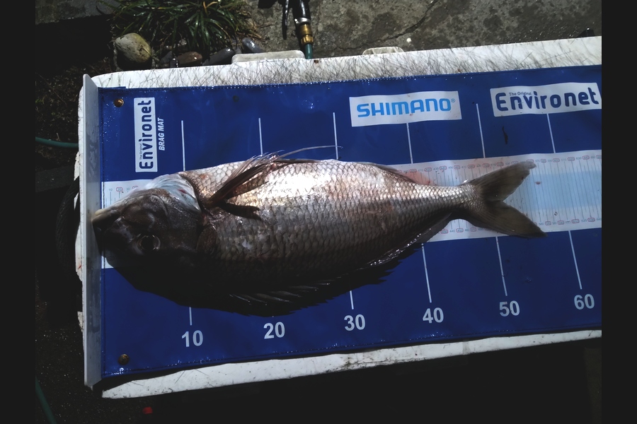   caught this 51.5cm Tarakihi at Wellington during The Export NZ Fishing Competition